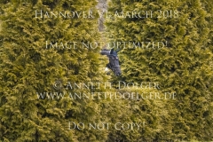 20180331-500_2091
