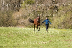 Impressionen Radolfzell April 2019