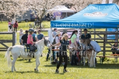 Impressionen Radolfzell April 2019