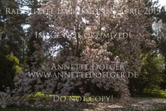 Impressionen Radolfzell April 2019