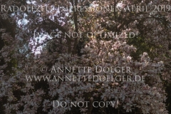 Impressionen Radolfzell April 2019