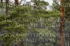 Zarabi Michael BUENGER