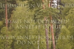 Zarino 54 Lena ROCHOLL