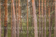 Alfalfa Lenno Marietta WILLMANN