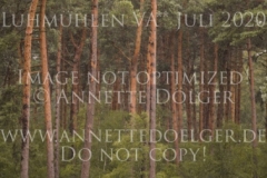 Alfalfa Lenno Marietta WILLMANN