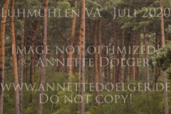 Alfalfa Lenno Marietta WILLMANN