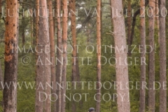 Scarlett 589 Ann-Christin BAARS