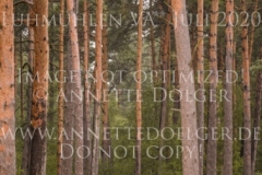 Aprikose 6 Christina MUELLER