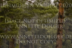 Aprikose 6 Christina MUELLER