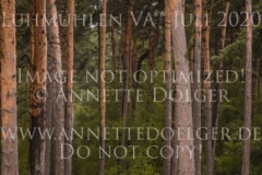 Collin S 4 Alicia von ZIEGNER