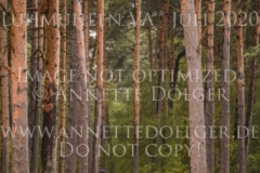 Conrad 140 Anna Lucie PRAHL