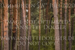 Conrad 140 Anna Lucie PRAHL