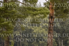 Conrad 140 Anna Lucie PRAHL