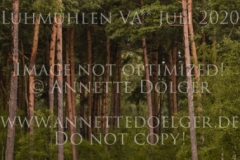 Venta H Henriette HAGEMANN