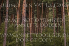 NZB Port Royal Isabella von ROEDER