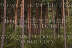 NZB Port Royal Isabella von ROEDER