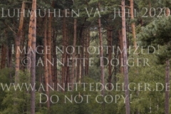 I could be a Porsche Sven LUX