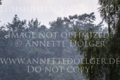 Idefix von Gallien Csaba SARKOEZI