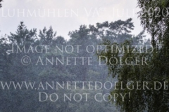 Idefix von Gallien Csaba SARKOEZI