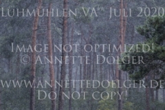 Idefix von Gallien Csaba SARKOEZI