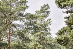 Gambia H Jan MATTHIAS