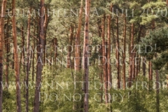 C'est la vie H Heike MEYERHOF