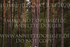 Camar Vaticana AA Anna Catharina LAFRENZ