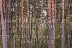 Troy 13 Leo VON SCHMELING