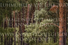 Aevolet M-A-F Pauline KNORR