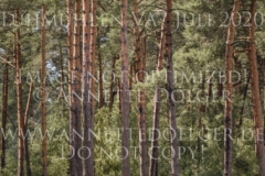 Calimero 690 Katharina DONST