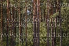 Chintano 7 Nicholas GOLDBECK