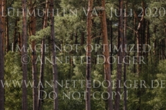 Chintano 7 Nicholas GOLDBECK