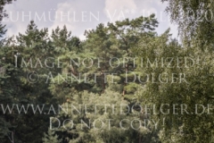 Chintano 7 Nicholas GOLDBECK