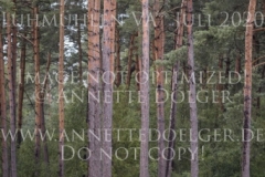 Corodas -C Lotte PALMGREN