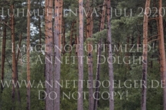 Corodas -C Lotte PALMGREN