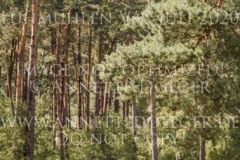 Cassiopeia W Katharina KOPP