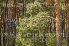 Askalon 53 Kim HEITMANN