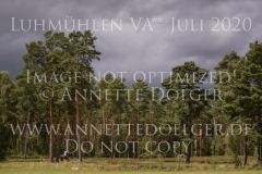 L'Aron des Bois Bernhard REEMTSMA