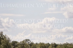 Clover's Top That Nicolai ALDINGER