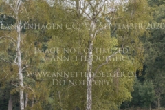 Checkevina Friederike PARADIES