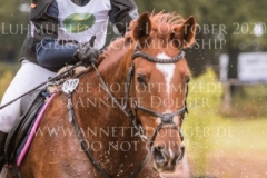 Celebration II Antonia KNAAK